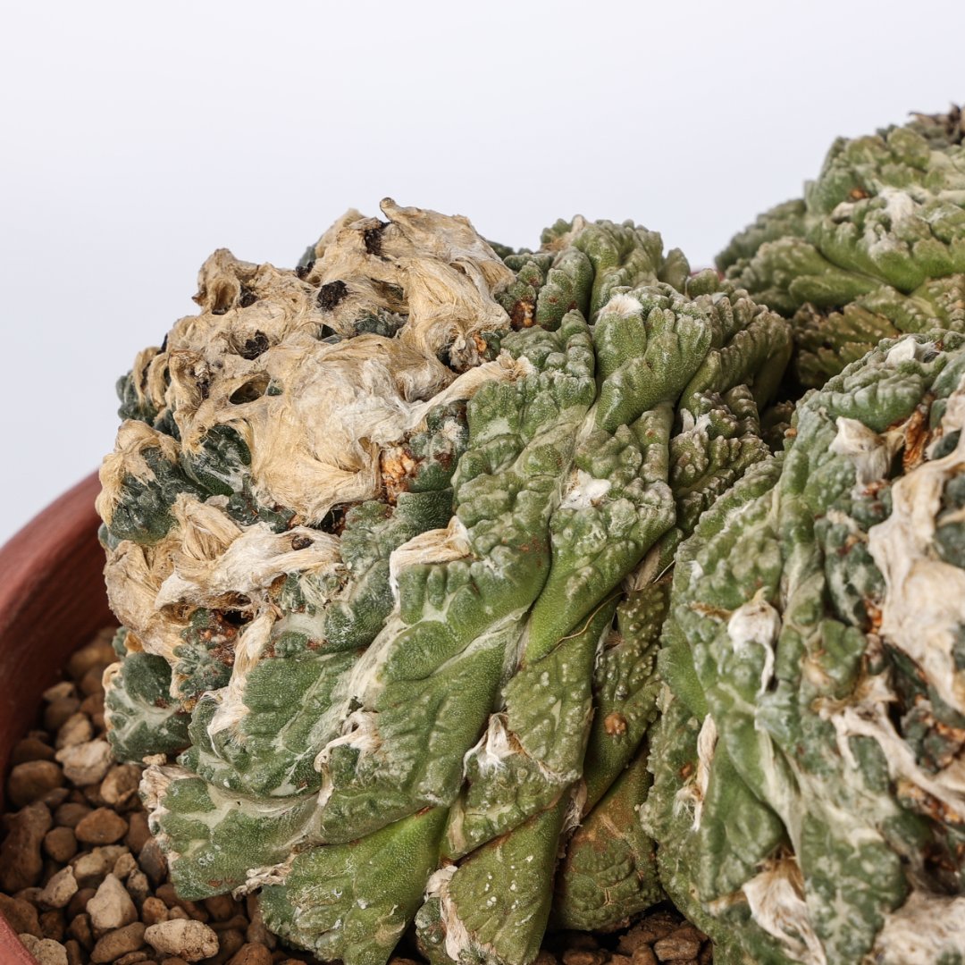 Ariocarpus fissuratus Ø 25 cm