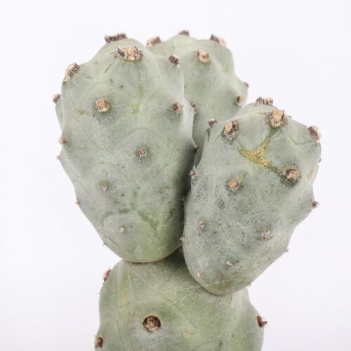 Tephrocactus articulatus v. calvus '4 palle' Ø 12