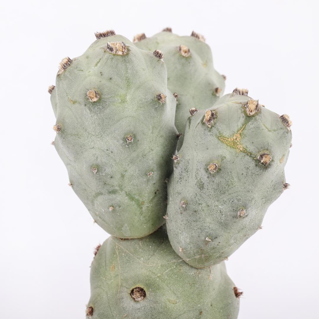 Tephrocactus articulatus v. calvus '4 palle' Ø 12