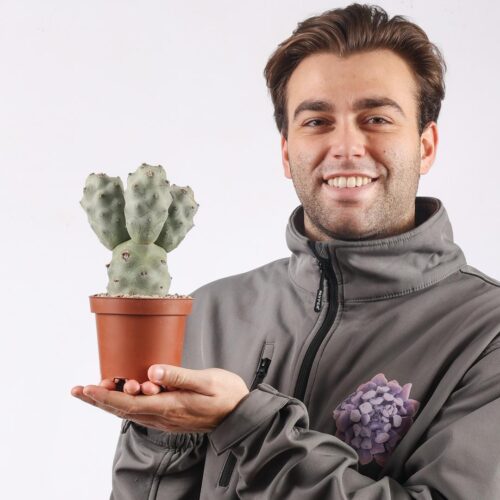 Tephrocactus articulatus v. calvus '4 palle' Ø 12