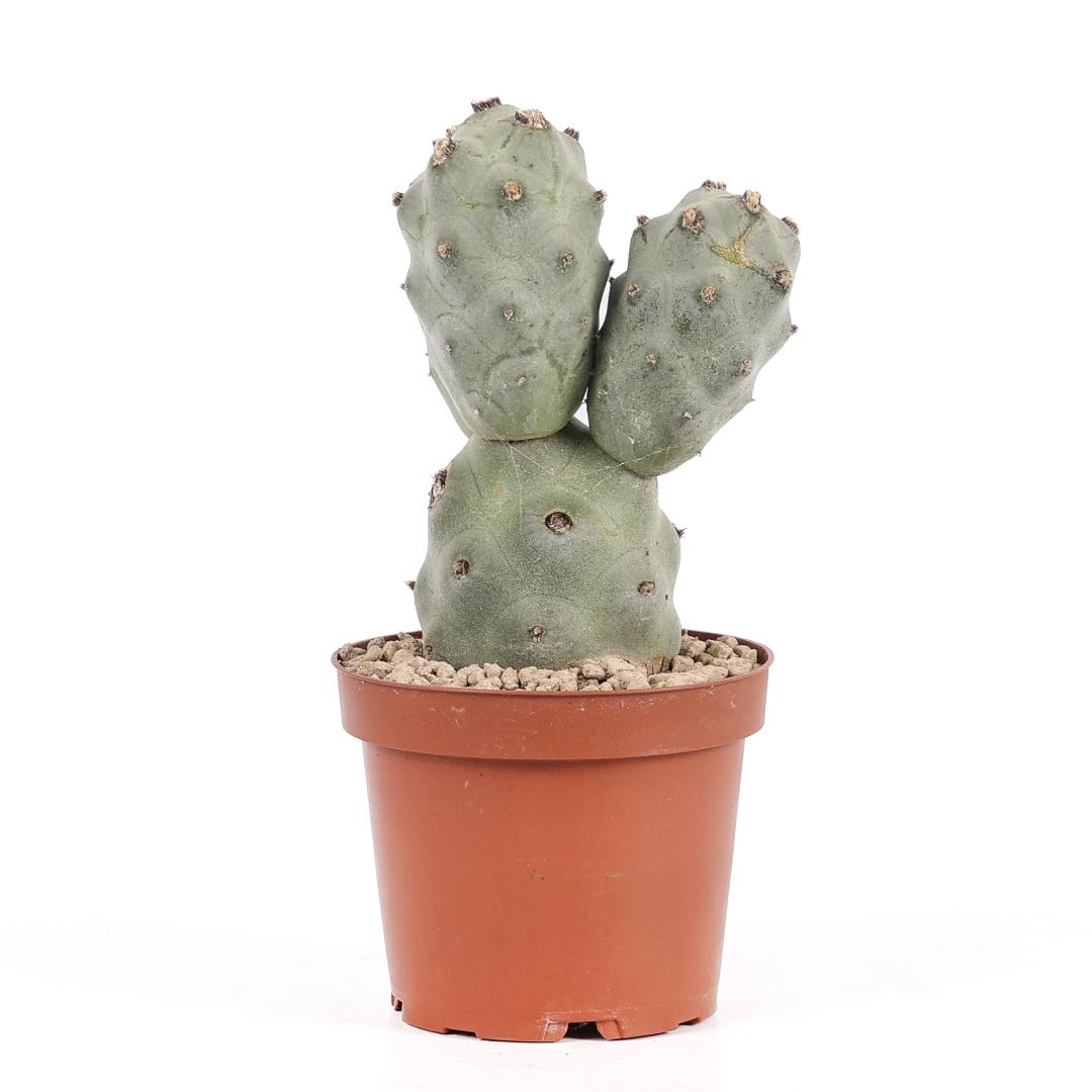 Tephrocactus articulatus v. calvus '4 palle' Ø 12