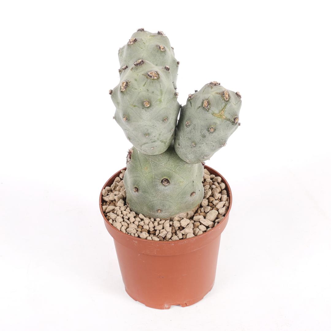 Tephrocactus articulatus v. calvus '4 palle' Ø 12
