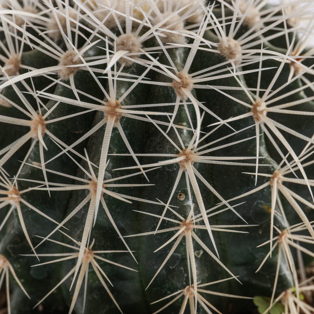 Echinocactus grusonii alba Ø 12 cm