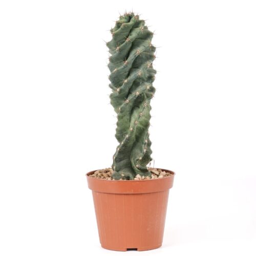 Cereus forbesii spiralis Ø 12 cm