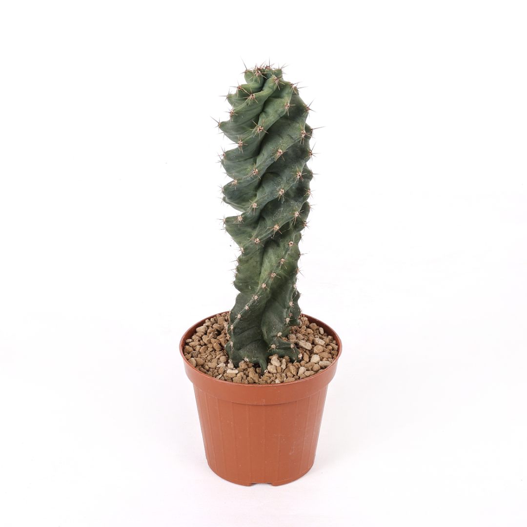 Cereus forbesii spiralis Ø 12 cm