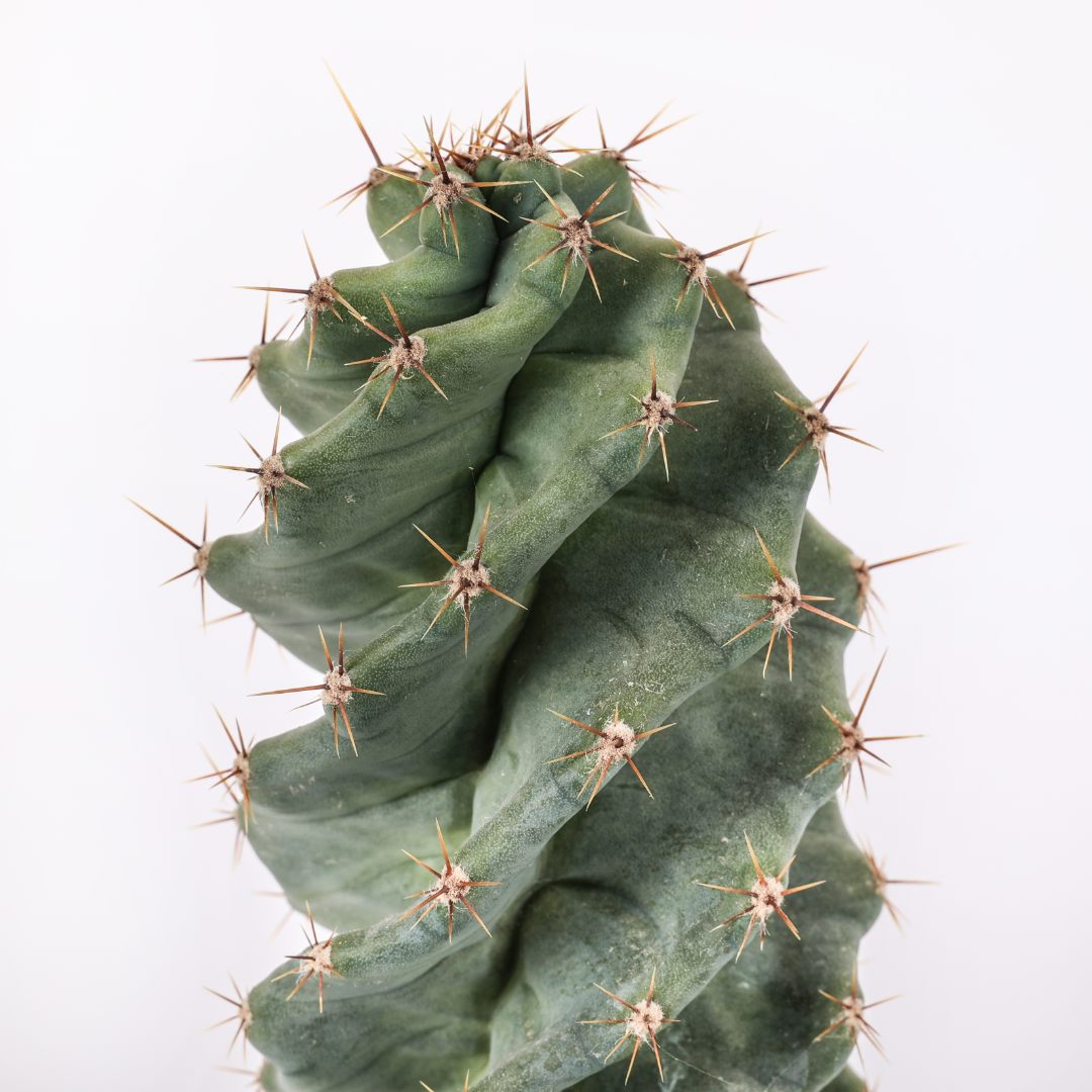 Cereus forbesii spiralis Ø 12 cm