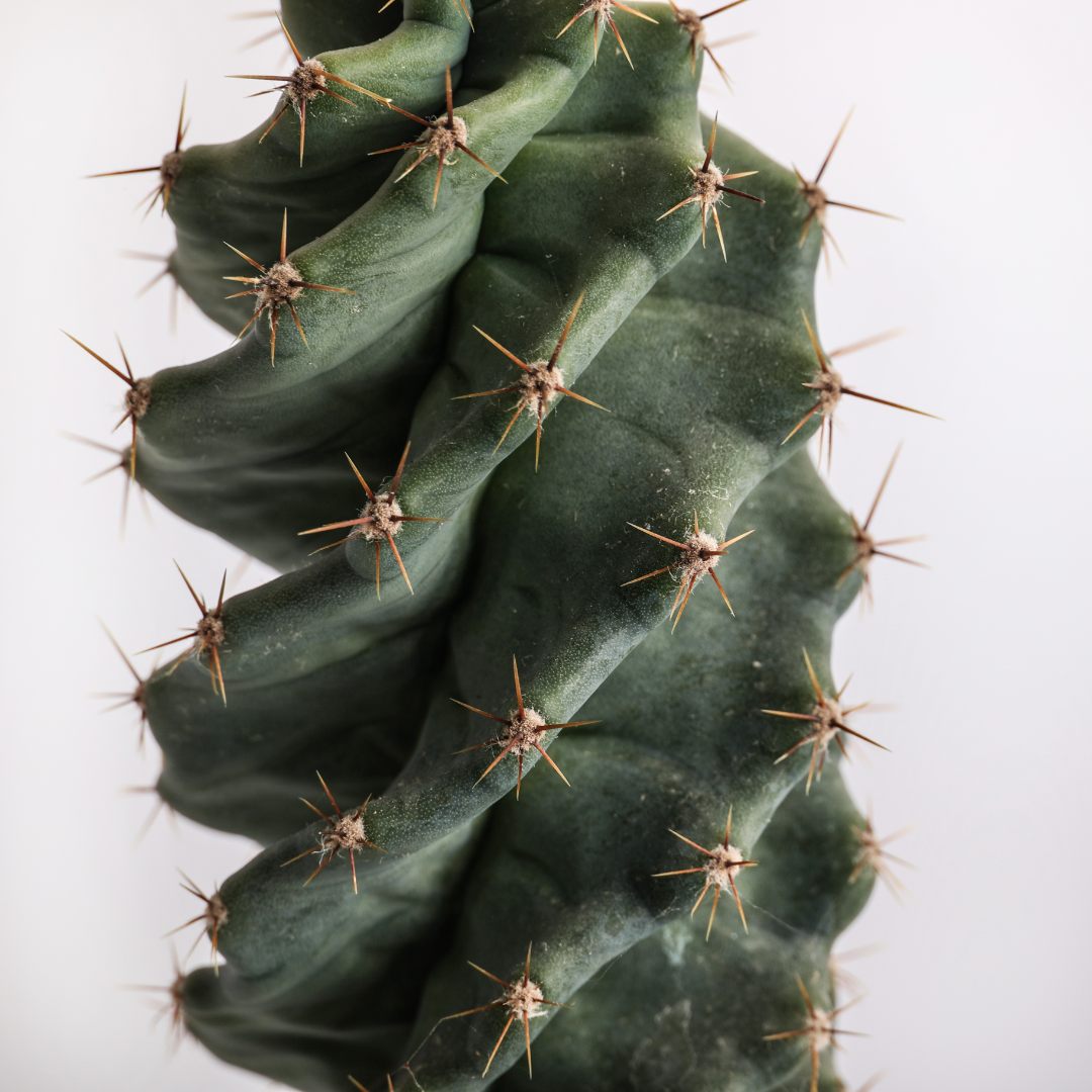 Cereus forbesii spiralis Ø 12 cm
