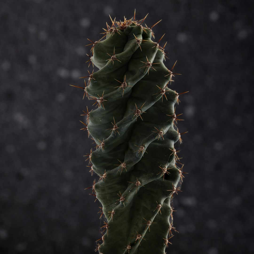 Cereus forbesii spiralis Ø 12 cm