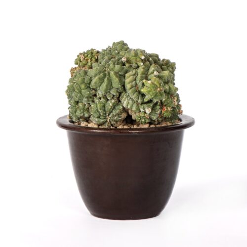 Astrophytum myriostigma cv. ikaryoko Ø 16 cm
