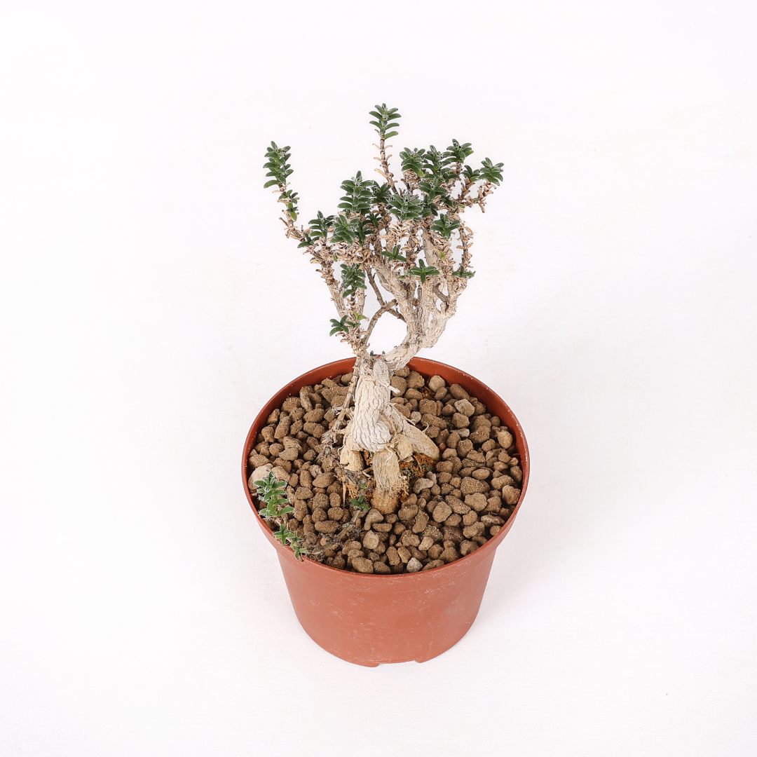 Trichodiadema bulbosum Ø 10,5 cm
