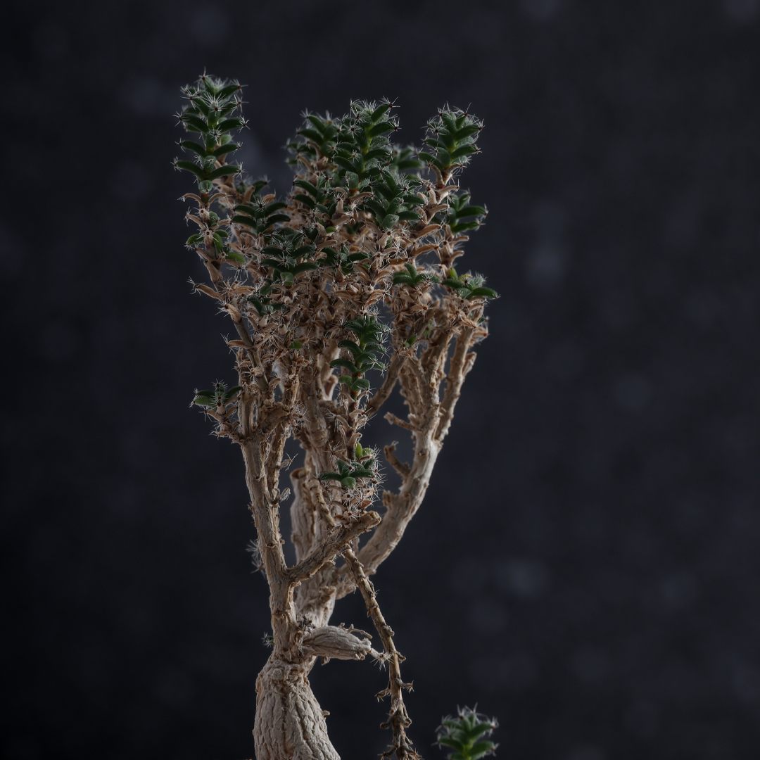 Trichodiadema bulbosum Ø 10,5 cm