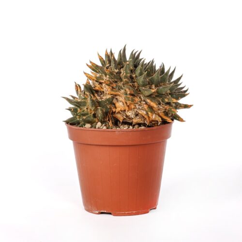 Ariocarpus trigonus var. horacekii Ø 14 cm