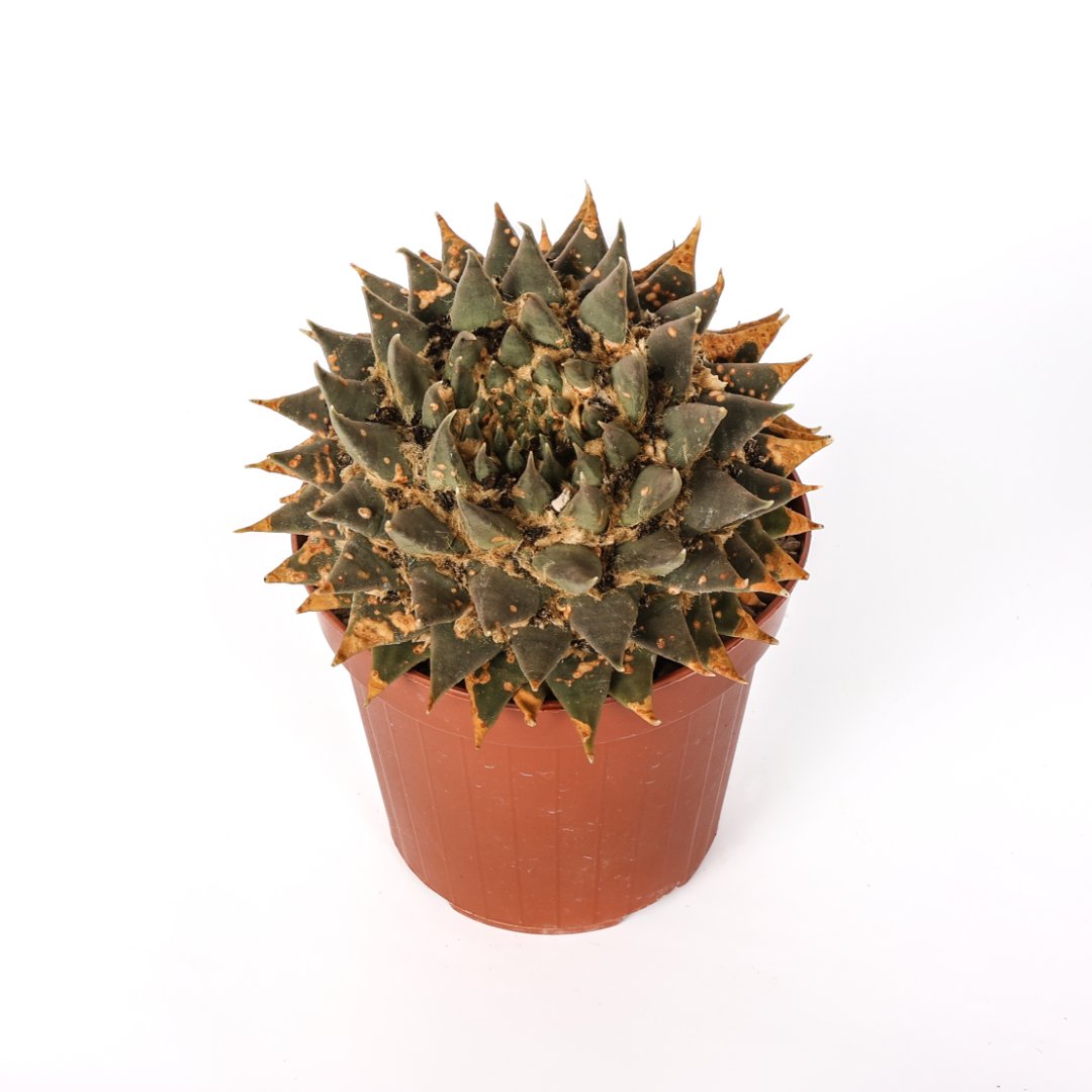 Ariocarpus trigonus var. horacekii Ø 14 cm