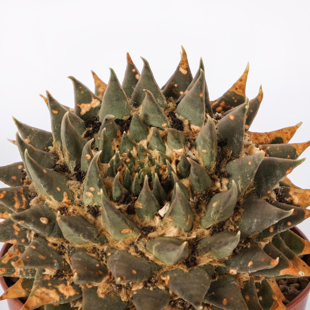 Ariocarpus trigonus var. horacekii Ø 14 cm