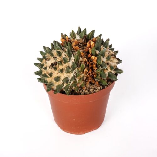 Ariocarpus scapharostrus Ø 14 cm
