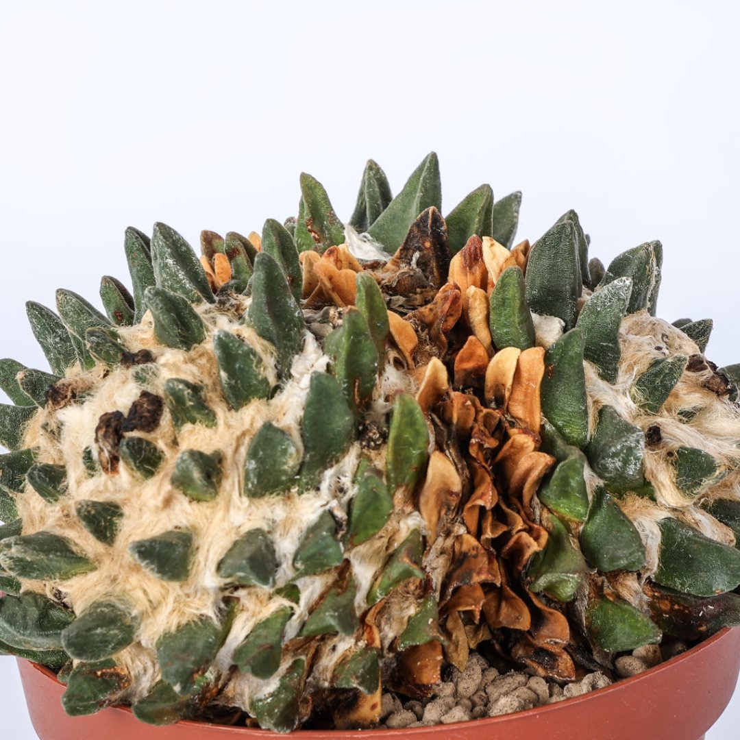 Ariocarpus scapharostrus Ø 14 cm