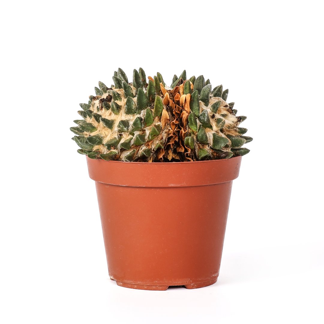 Ariocarpus scapharostrus Ø 14 cm