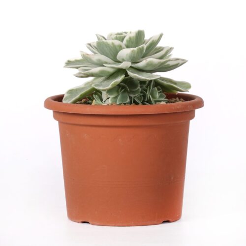 Echeveria Lemon Lime variegata Ø 18 cm