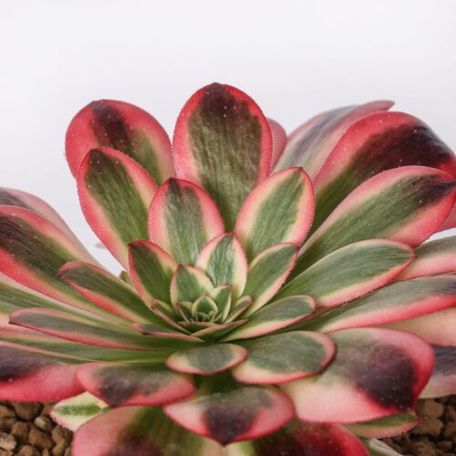Aeonium 'Wu Tianjin' Ø 18 cm