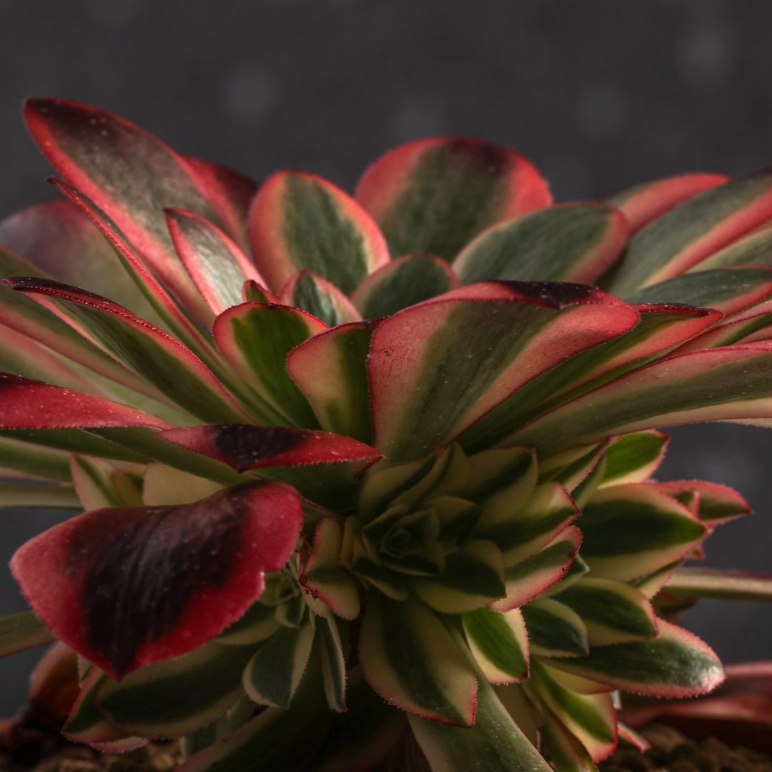 Aeonium 'Wu Tianjin' Ø 18 cm