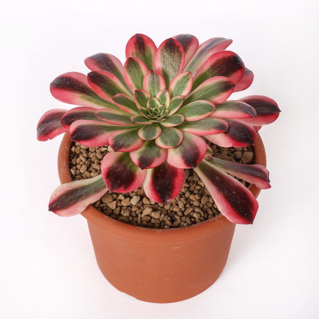 Aeonium 'Wu Tianjin' Ø 18 cm