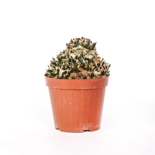 Ariocarpus bravoanus nunez Ø 14 cm