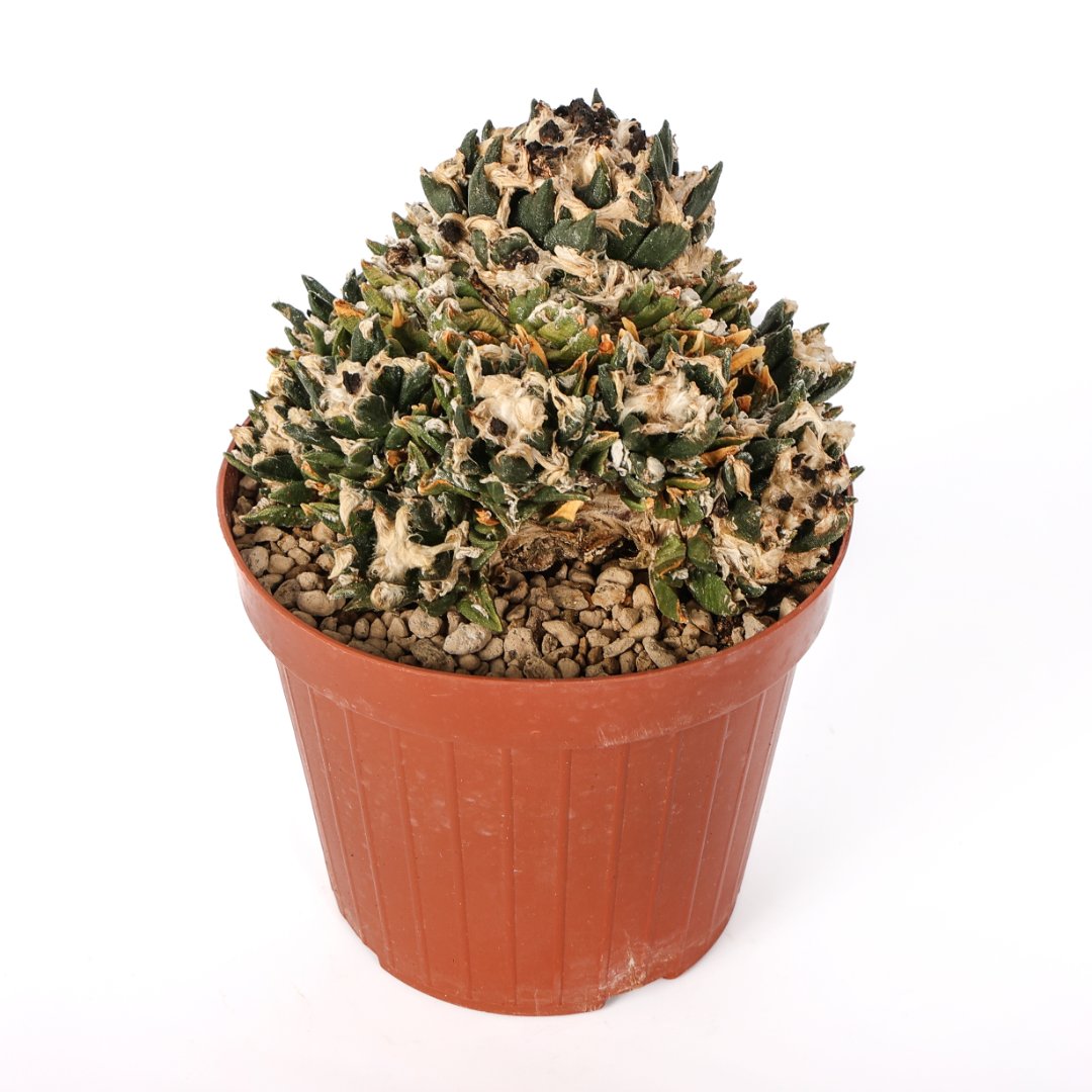 Ariocarpus bravoanus nunez Ø 14 cm