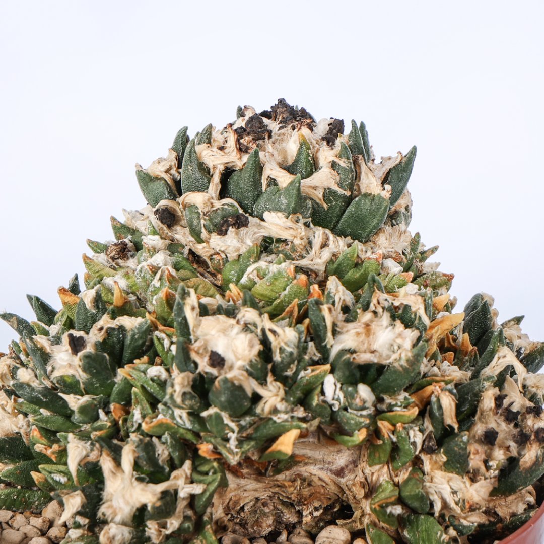 Ariocarpus bravoanus nunez Ø 14 cm