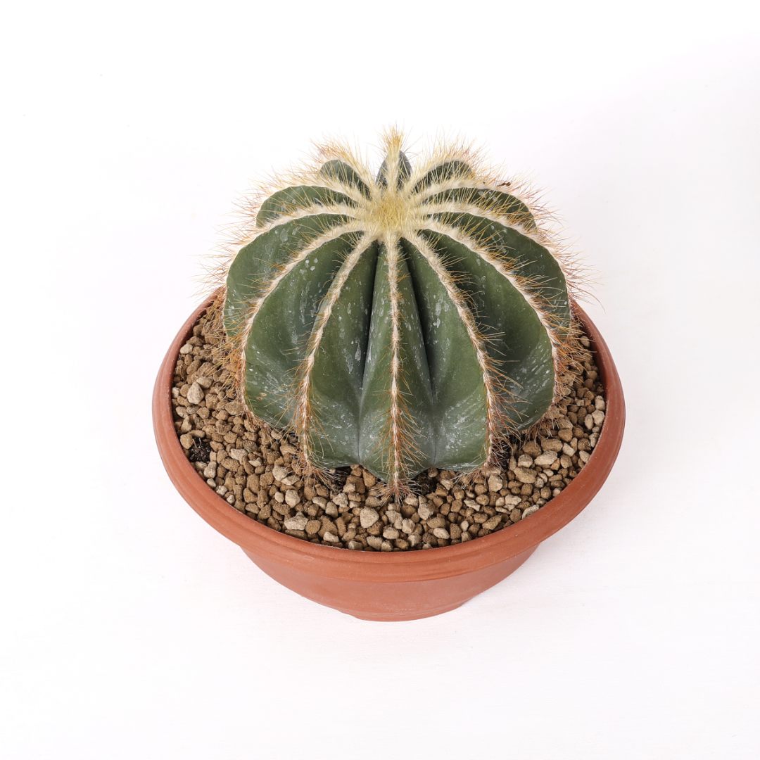 Parodia magnifica Ø 23 cm