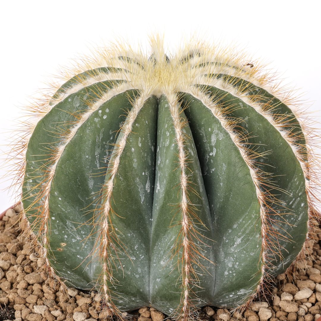 Parodia magnifica Ø 23 cm