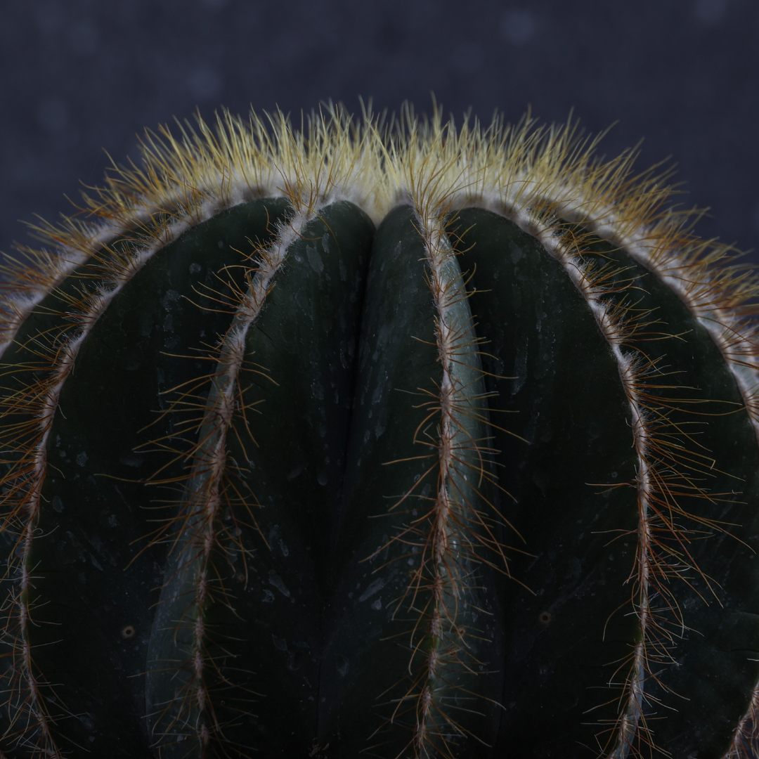 Parodia magnifica Ø 23 cm
