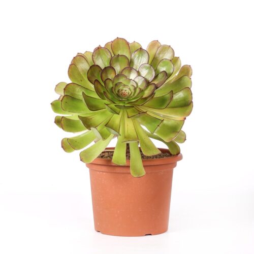 Aeonium velour Ø 18 cm