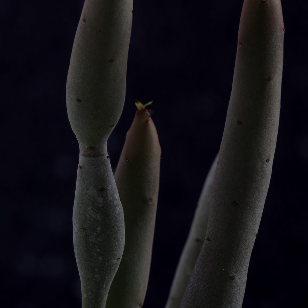 Euphorbia oncoclada Ø 17 cm