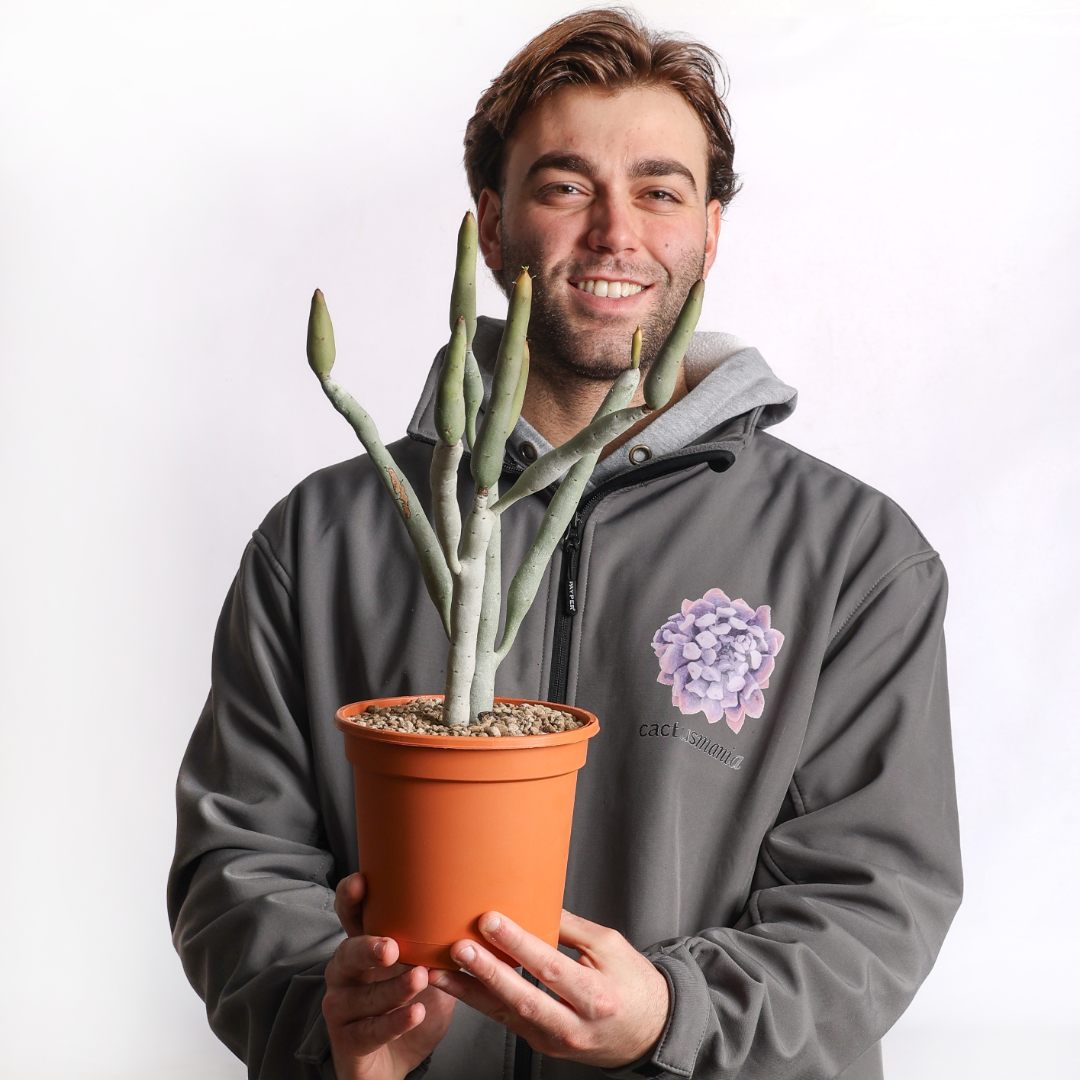 Euphorbia oncoclada Ø 17 cm