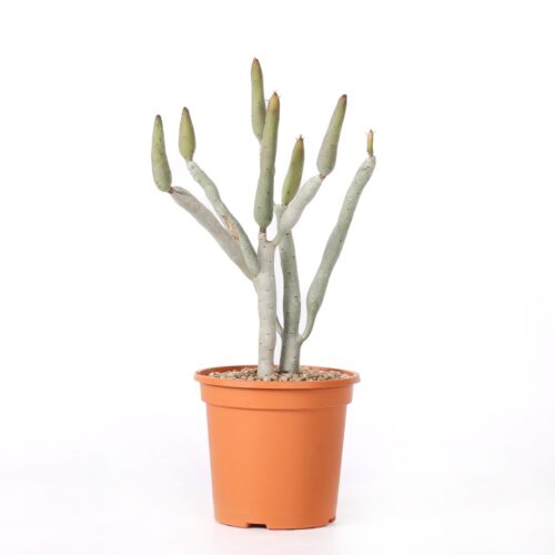 Euphorbia oncoclada Ø 17 cm