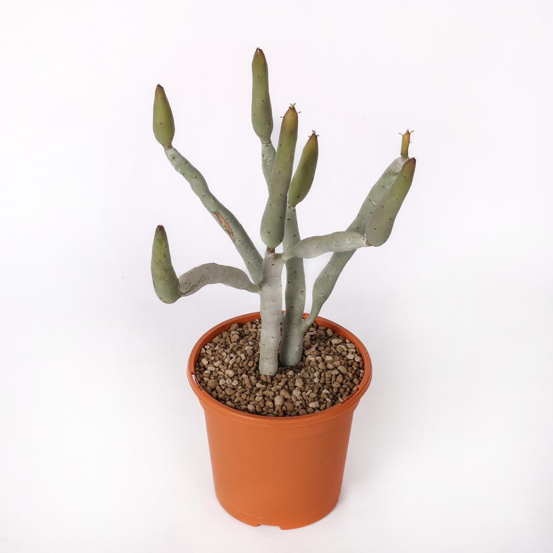 Euphorbia oncoclada Ø 17 cm