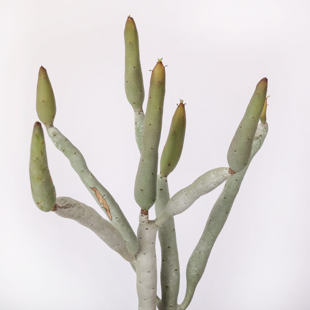 Euphorbia oncoclada Ø 17 cm