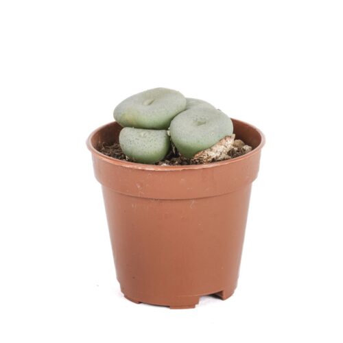 Conophytum calculus Ø 5,5 cm