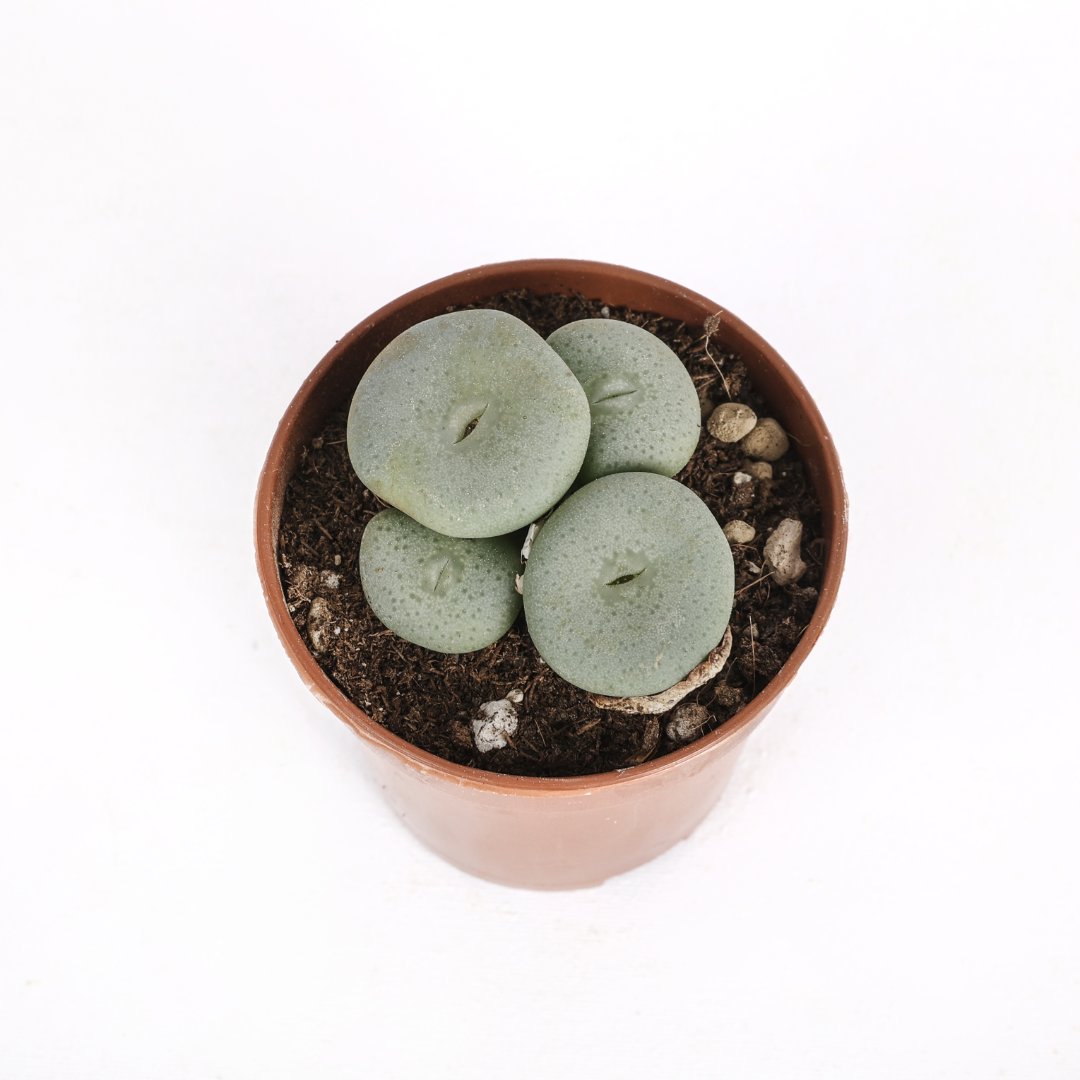 Conophytum calculus Ø 5,5 cm