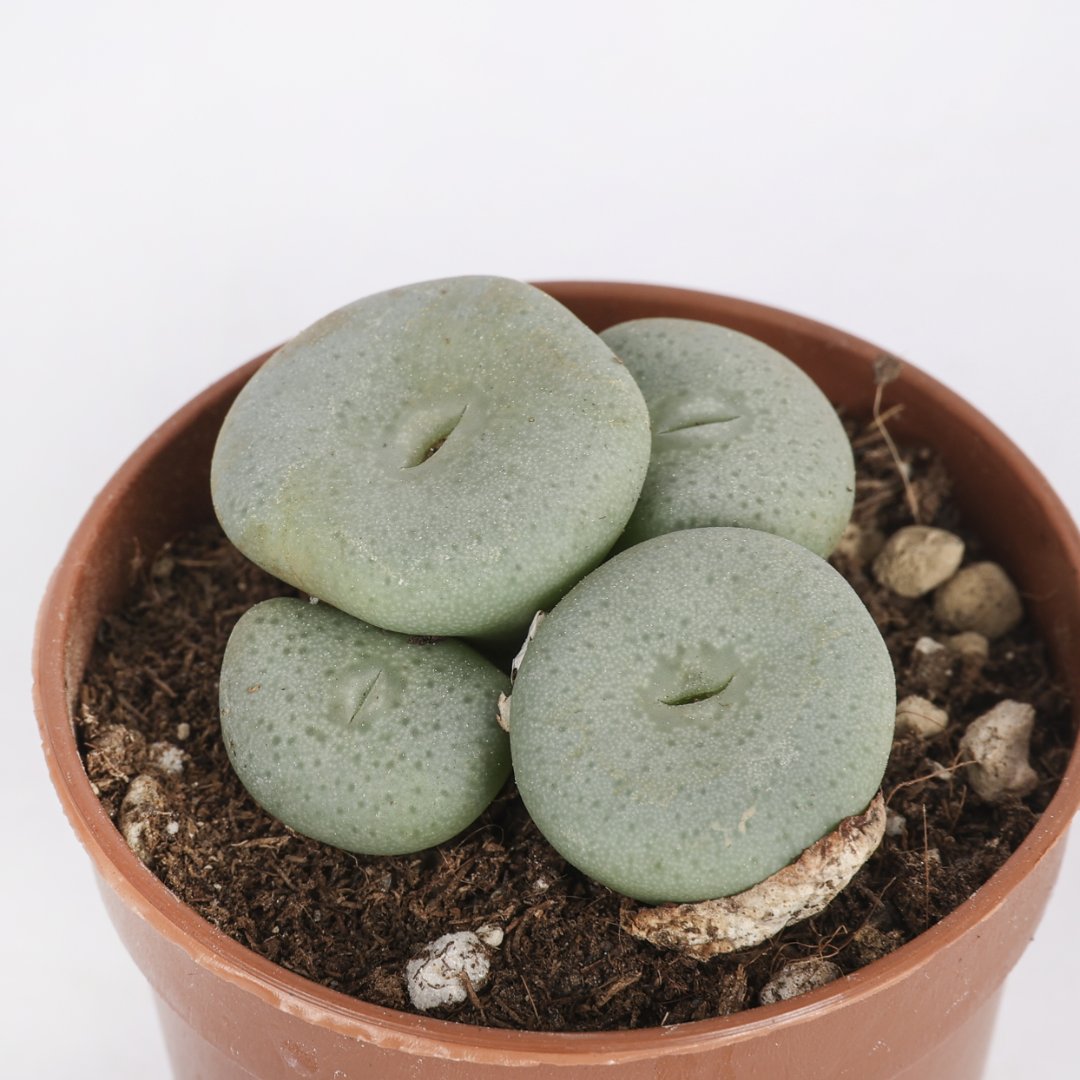 Conophytum calculus Ø 5,5 cm