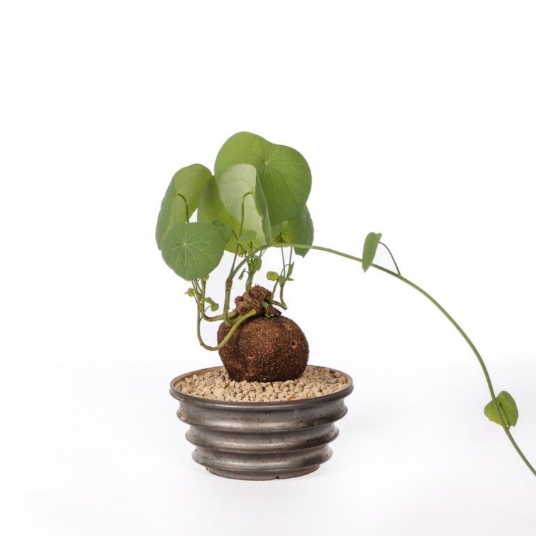 Stephania suberosa Ø 15 cm