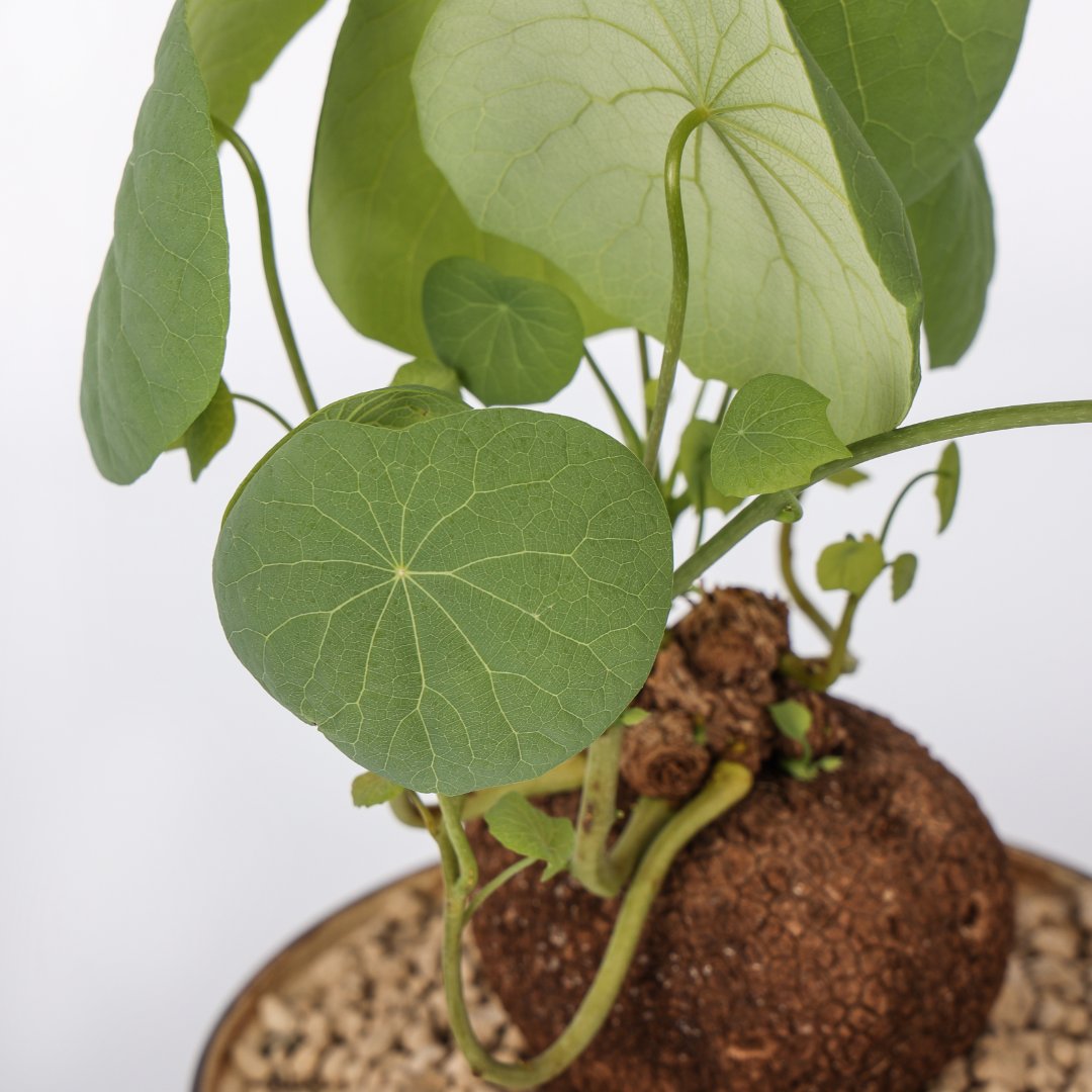 Stephania suberosa Ø 15 cm