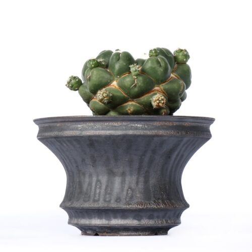 Coryphantha elephantidens cv. Tanshi Zougemaru inermis Ø 18 cm