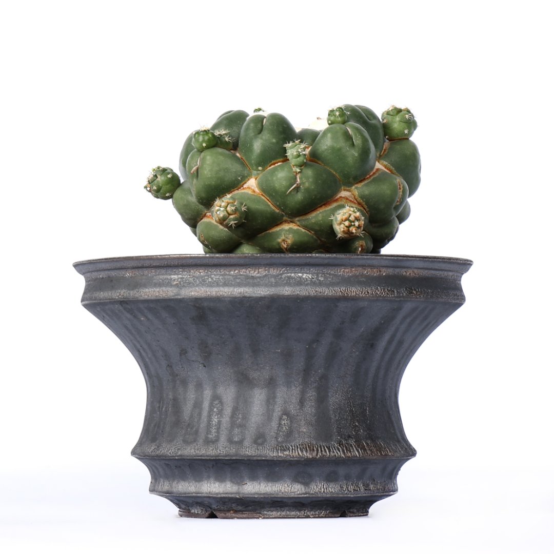 Coryphantha elephantidens cv. Tanshi Zougemaru inermis Ø 18 cm