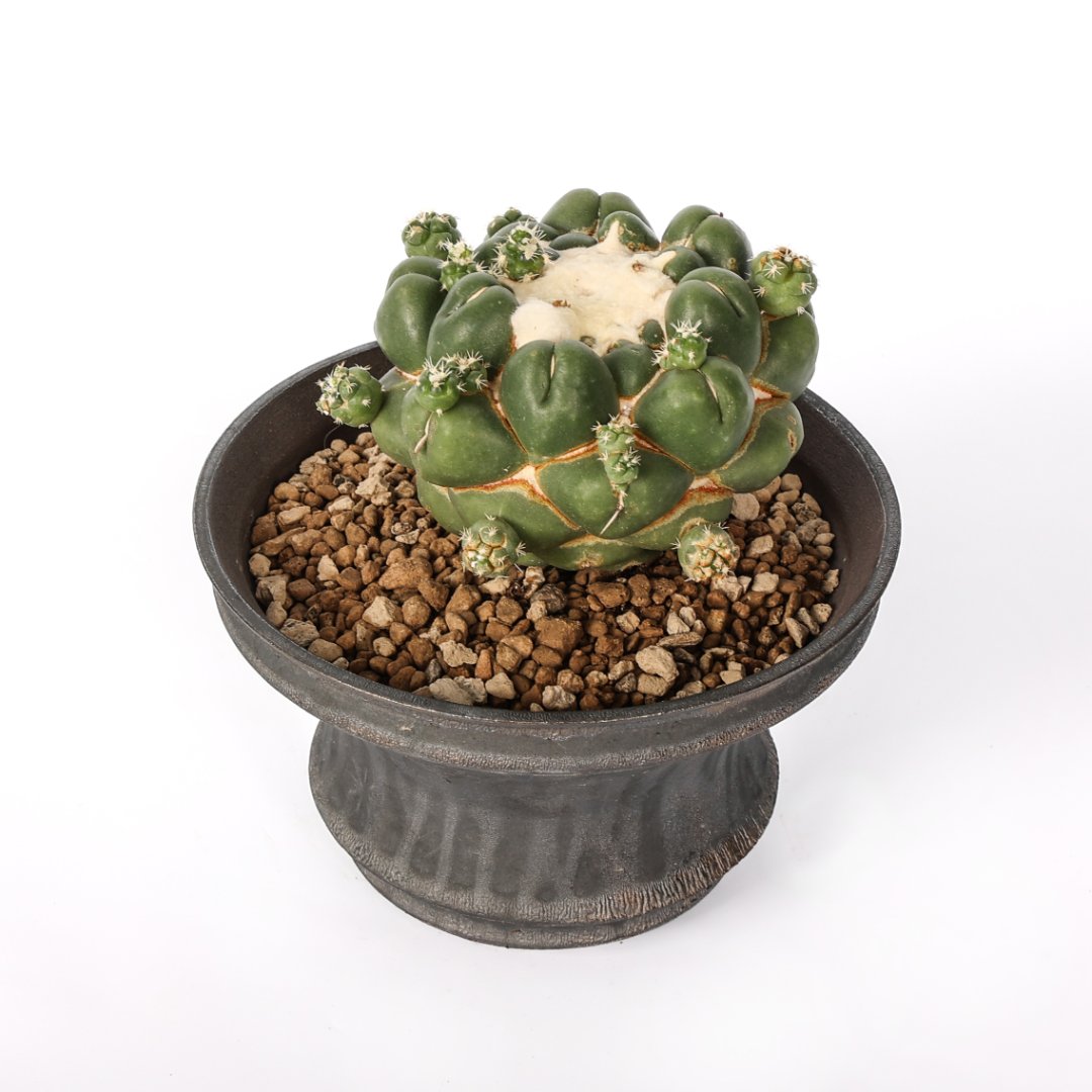 Coryphantha elephantidens cv. Tanshi Zougemaru inermis Ø 18 cm