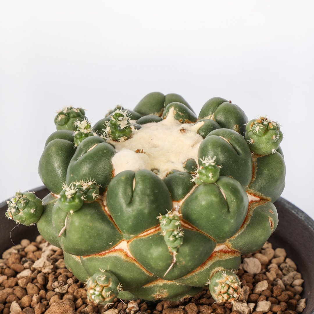 Coryphantha elephantidens cv. Tanshi Zougemaru inermis Ø 18 cm