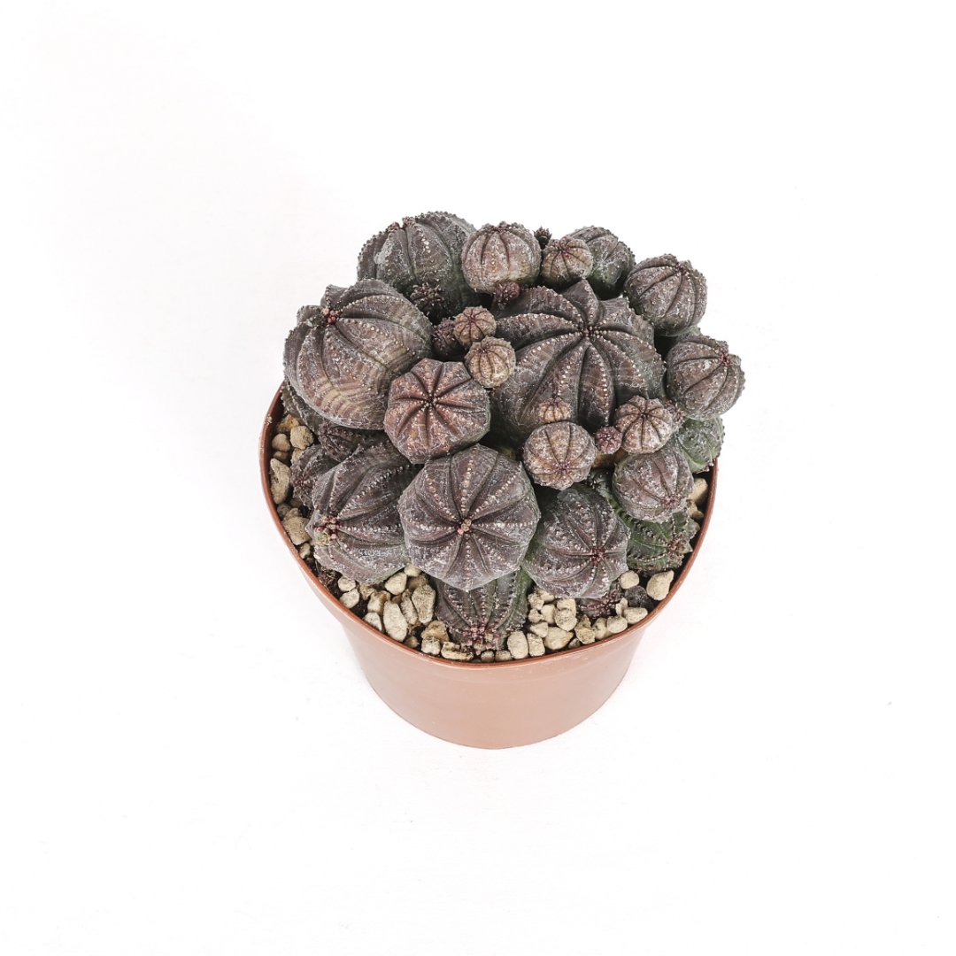 Euphorbia obesa f. caespitosa Ø 12 cm