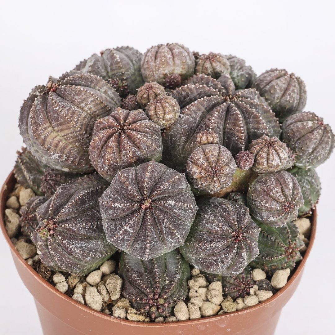 Euphorbia obesa f. caespitosa Ø 12 cm