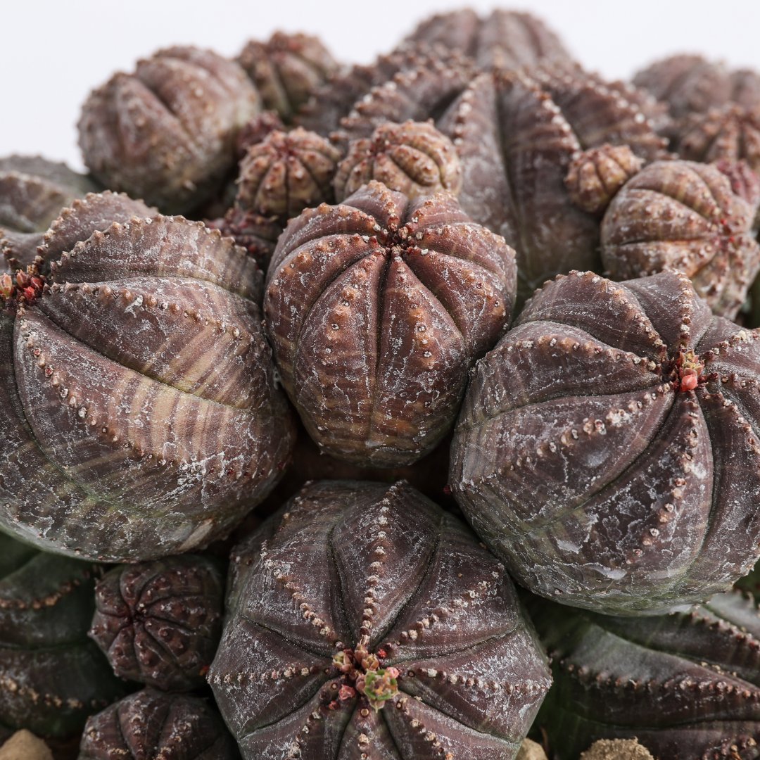 Euphorbia obesa f. caespitosa Ø 12 cm