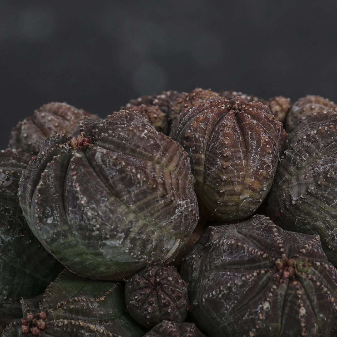 Euphorbia obesa f. caespitosa Ø 12 cm